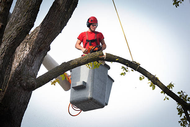 Best Tree Root Removal  in Choudrant, LA